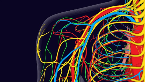 An animation of brachial nerves