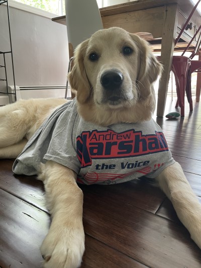 A golden retriever in a gray T-shirt that says, "Andrew Marshall: The Voice."