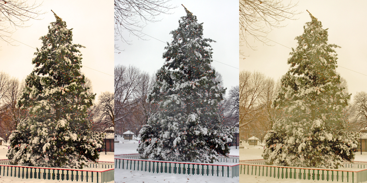 Boston Common Christmas tree