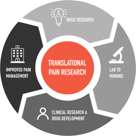 Graphic of the cycle of research at the Center for Translational Pain Research: basic research, to laboratory, to clinical research and drug development, to improved pain management, and back around to basic research.