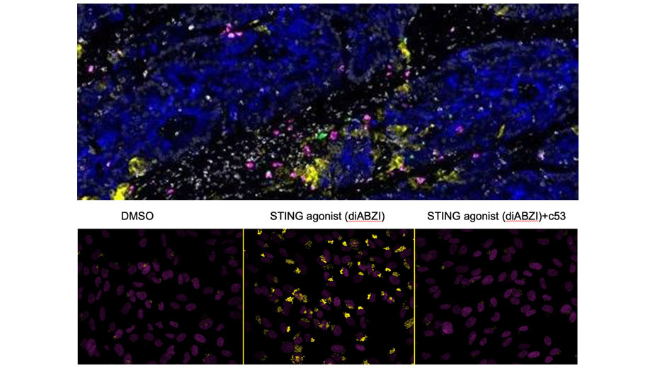 hacohen research image