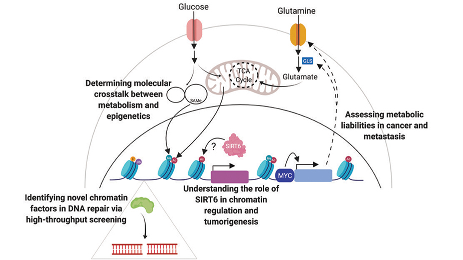Mostoslavsky Research Image