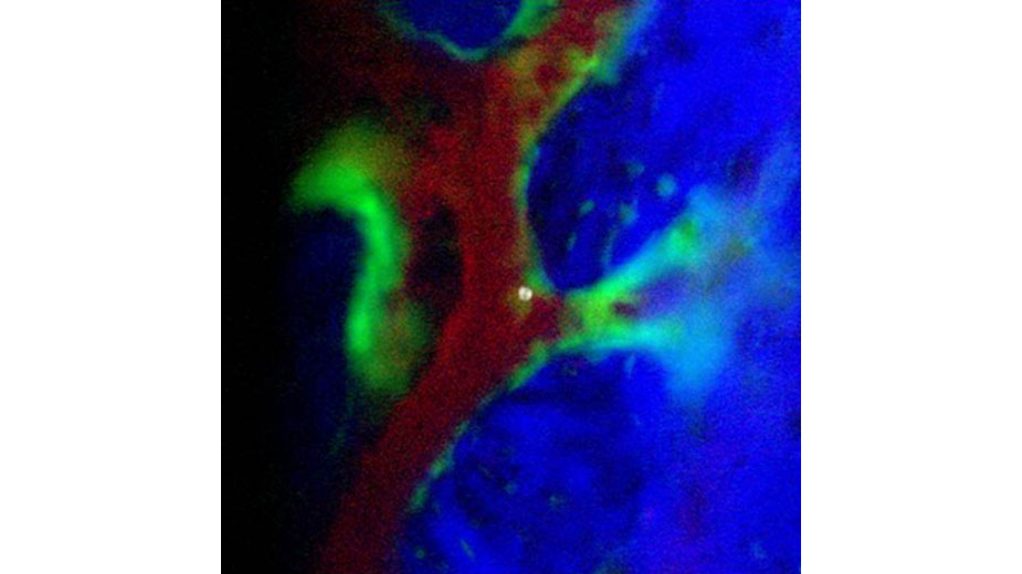 Scadden research image