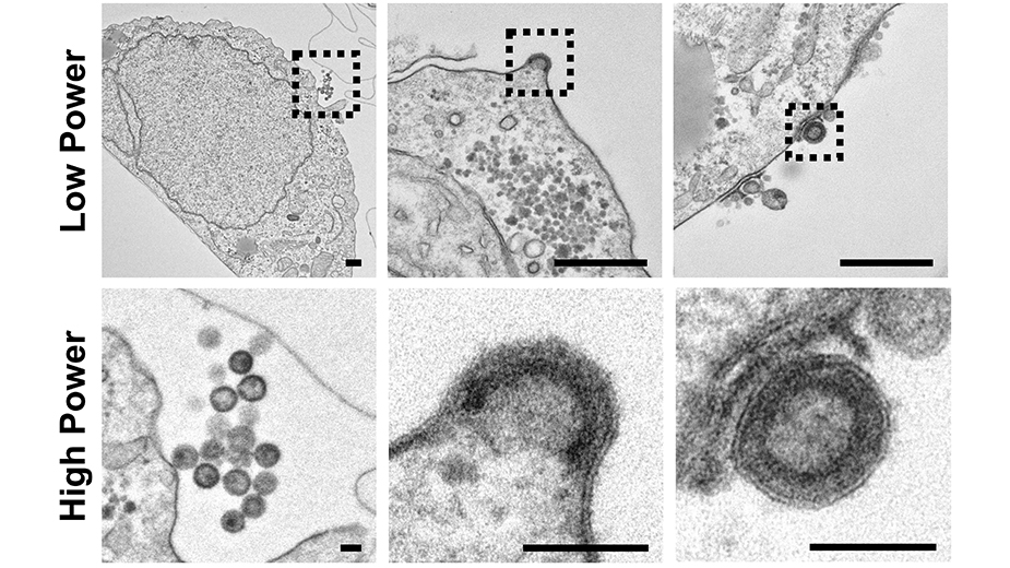 Shioda Research Image