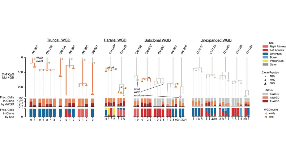 Single-cell genome sequencing enables evolutionary timing of whole-genome doubling (WGD) events in ovarian cancer. Single-cell genome sequencing enables evolutionary timing of whole-genome doubling (WGD) events in ovarian cancer.