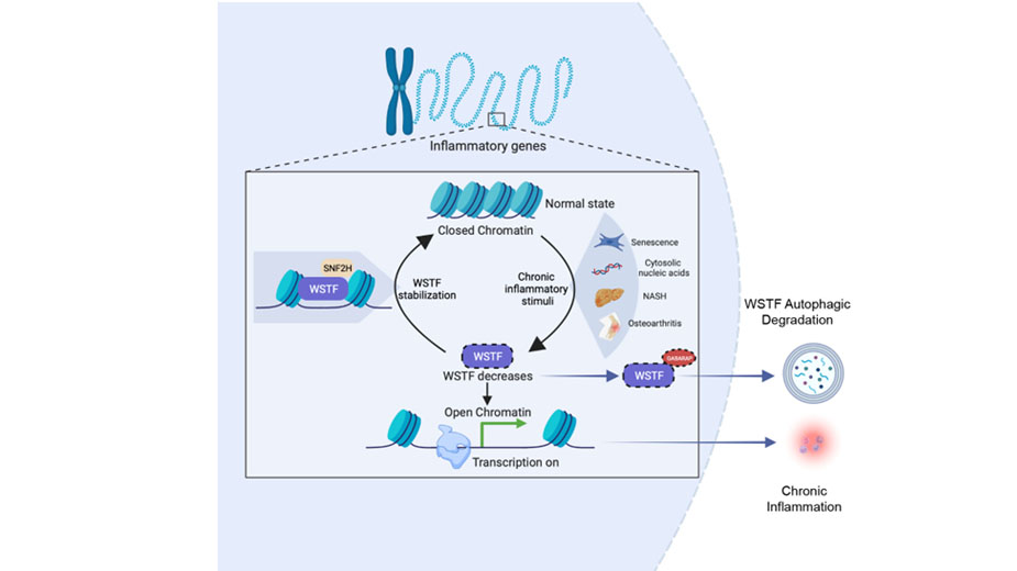 Zhixun Dou Research Image Zhixun Dou Research Image