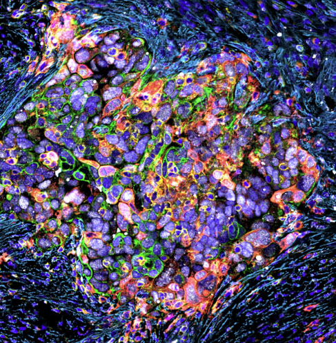 Research image from the Lowe laboratory.