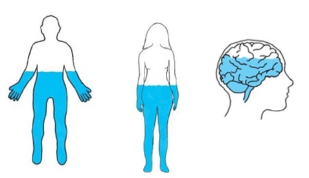 A graph showing how much water is in the human body and brain