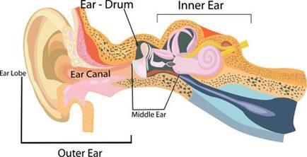 This picture shows different parts of the outer, middle, and inner ear. 