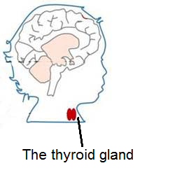Diagram of the thyroid