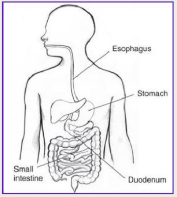 A diagram showing a person's esophagus, stomach and small intestines.