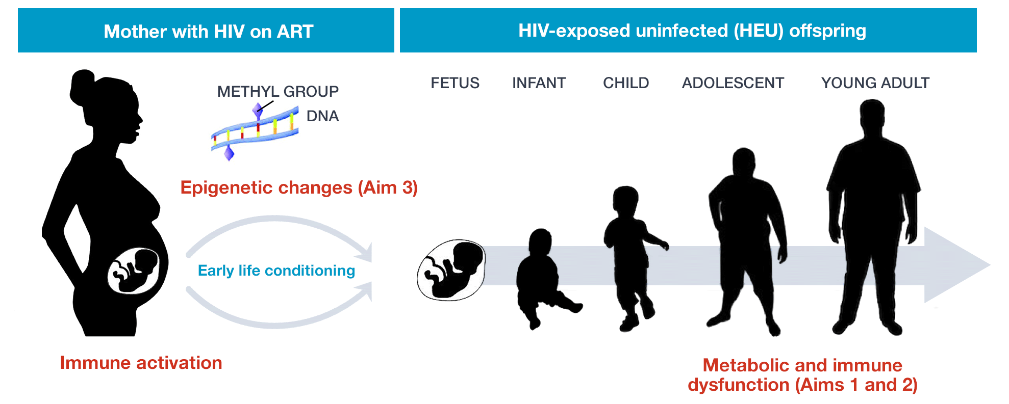 Diagram showing metabolic and immune dysfunction in the adolescent and young adult children born to mothers with HIV on ART.