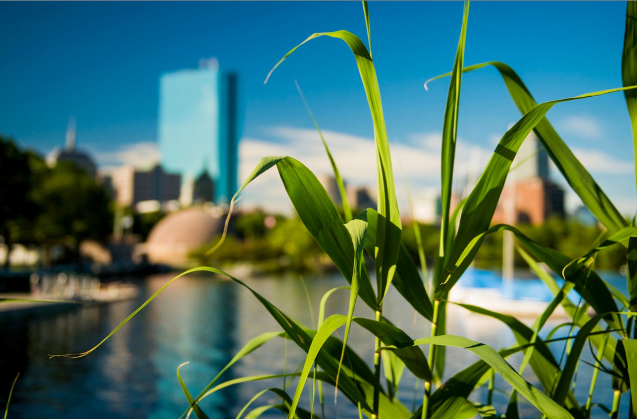 Stalks of tall grass with a river and city skyline in the background.