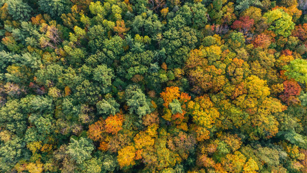 Autumn trees seen from overhead Autumn trees seen from overhead
