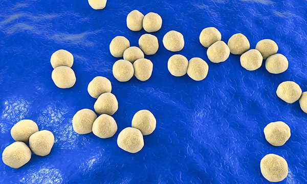 collage of images of tree, heart muscle and baceria