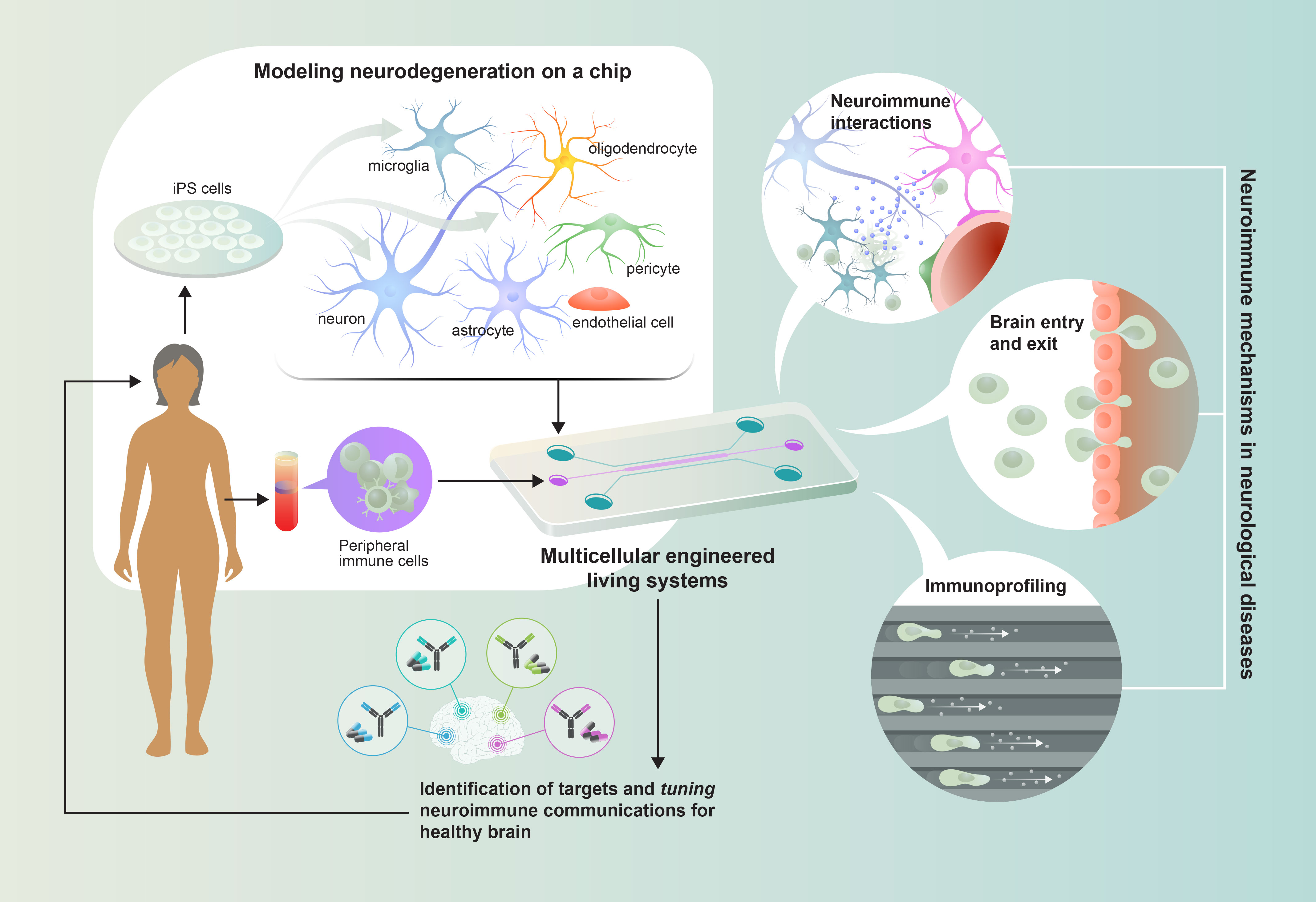 Research overview of the Jorfi Lab for Neuroimmune studies