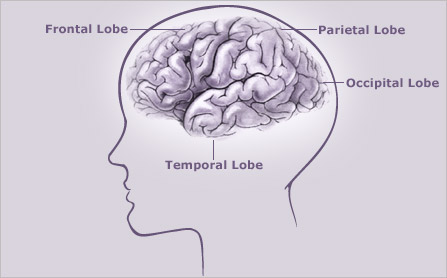Diagram of brain anatomy