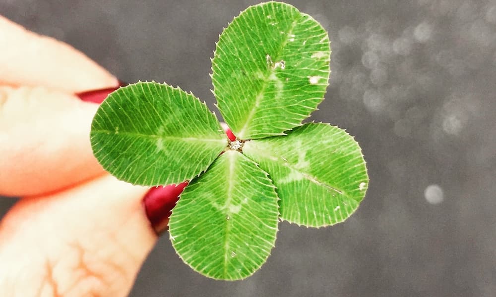 four leaf clover