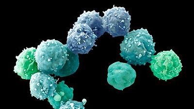 About Stem Cells stem cells information