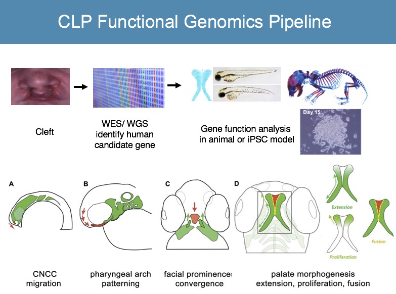 CLP Functional Genomics Pipeline