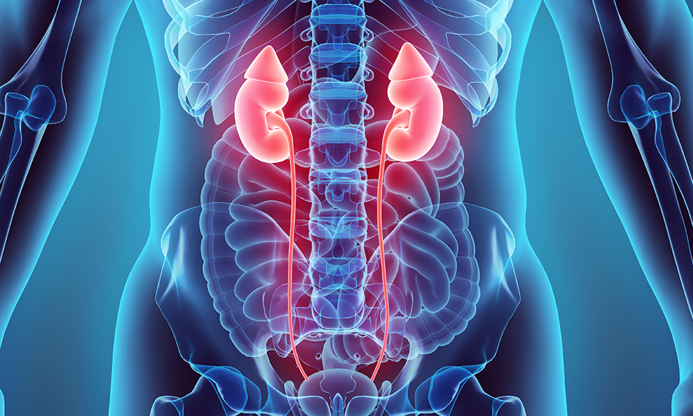 Graphic of a torso with the kidneys highlighted