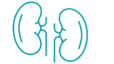 To refer a patient to the Kidney Transplant Program, submit an online request form.