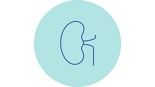 A line drawing of a kidney
