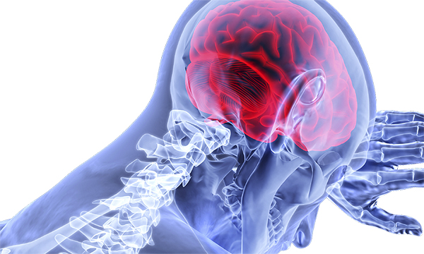 3D image of human head showing the brain and spine 3D image of human head showing the brain and spine