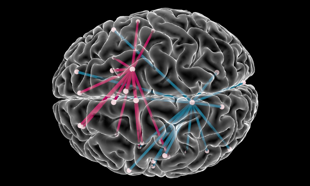 Graphic of a brain showing networks of connected neurons. Graphic of a brain showing networks of connected neurons.