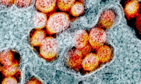cells cells