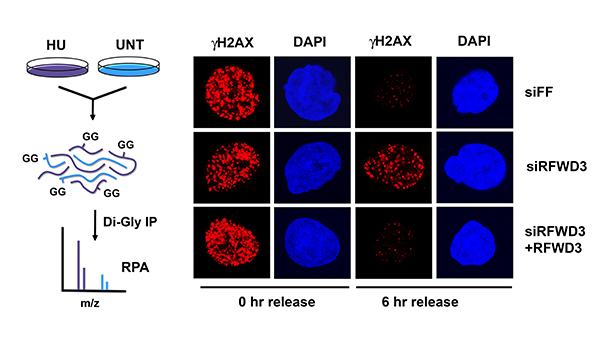 elia research image elia research image