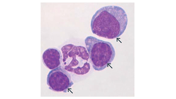 hock research image hock research image
