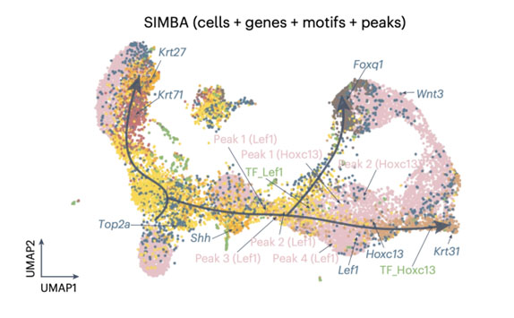 Pinello Research Image