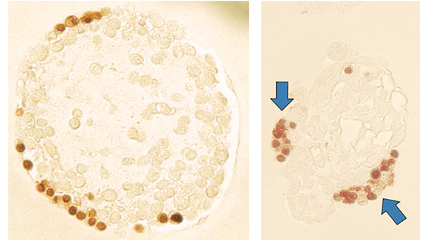 shioda research image shioda research image