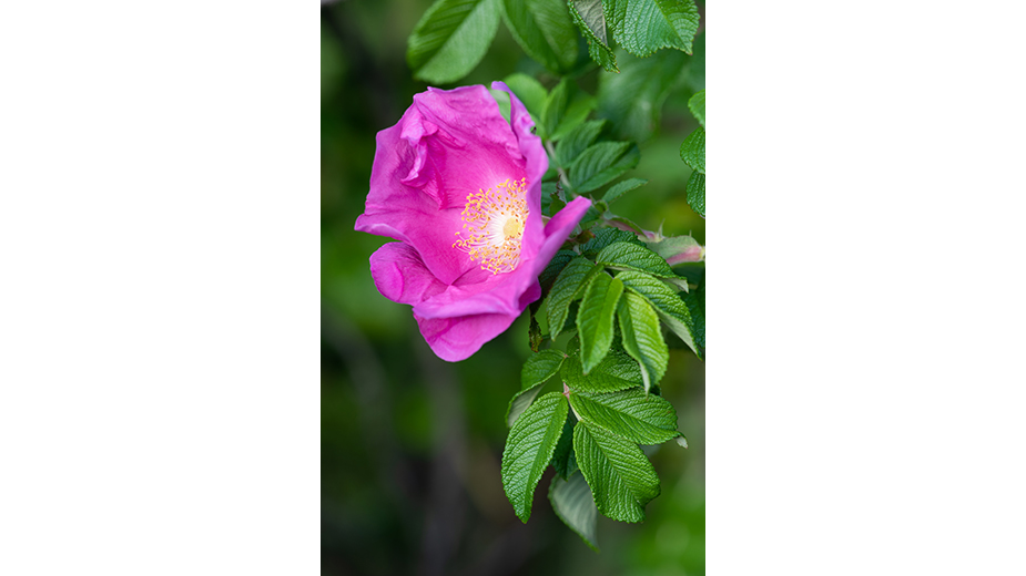 David Trumper, Rosa Rugosa, Photography, 16”x20” David Trumper, Rosa Rugosa, Photography, 16”x20”