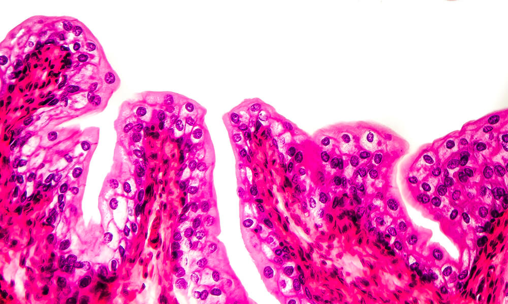 Mucosal surface Mucosal surface
