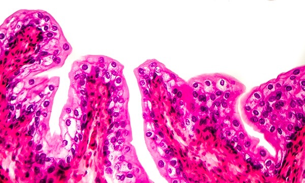 Mucosal surface Mucosal surface