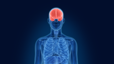 Brain