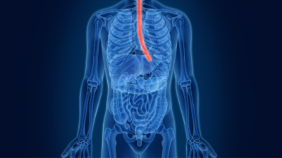 Esophagus