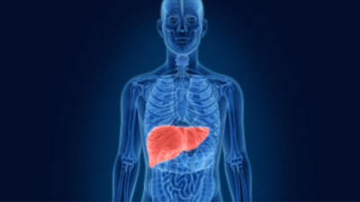 Liver