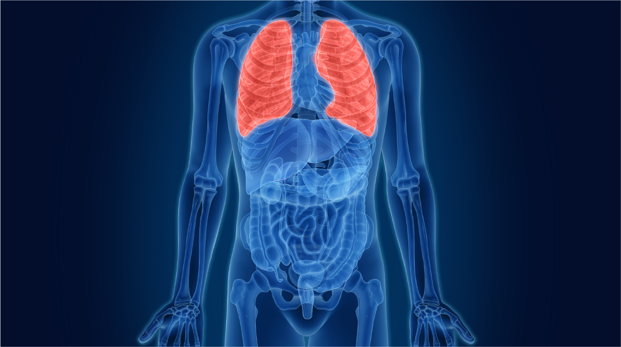 Lung