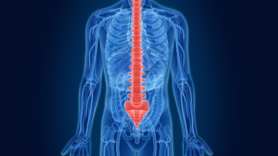 Spine