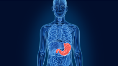 Stomach