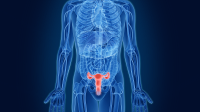 Ovaries and Uterus