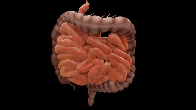 Illustration of a digestive system--image by JimCoote from Pixabay Illustration of a digestive system--image by JimCoote from Pixabay