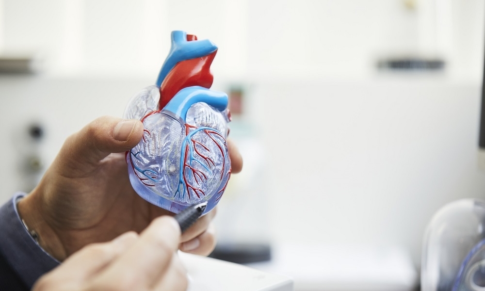 A hand holds a model of a heart A hand holds a model of a heart