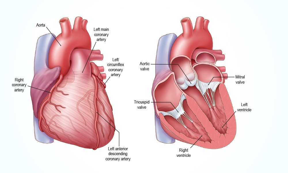 Image of the valves of the heart Image of the valves of the heart