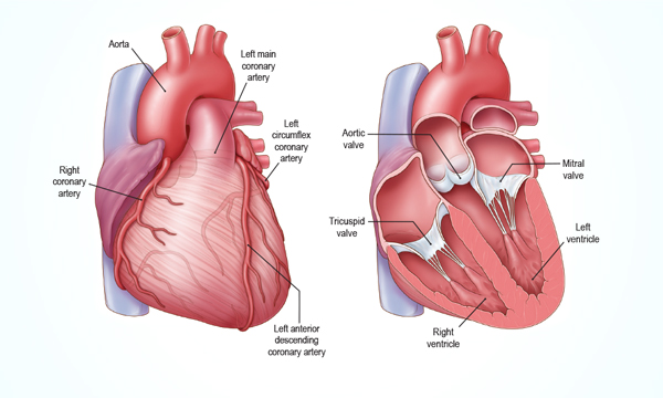 Image of the valves of the heart Image of the valves of the heart