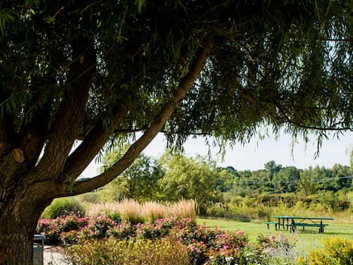 The lush green Healing Garden, with a shade tree overhead and a picnic bench beyond a bed of pink flowers