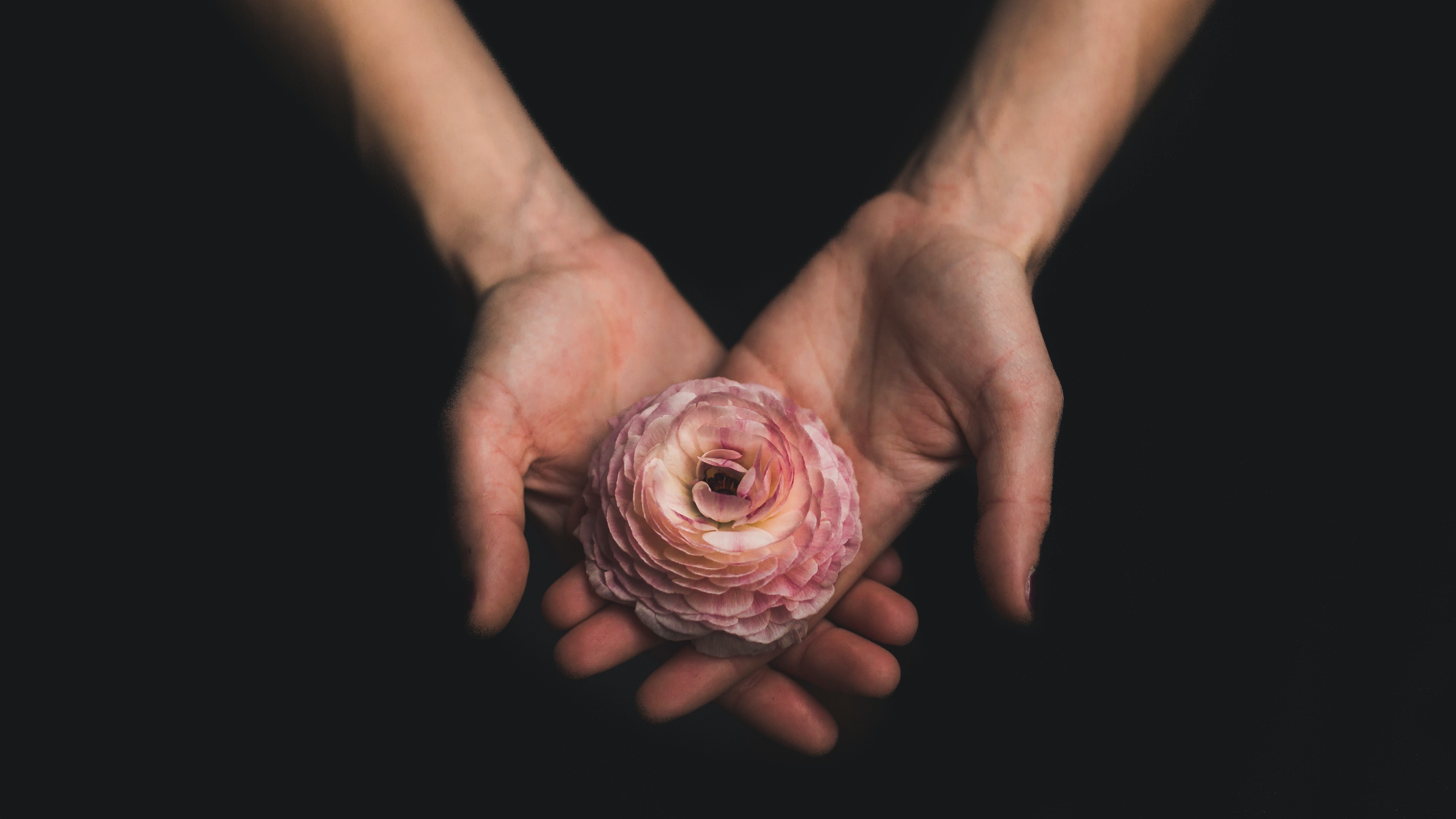 hands holding a flower hands holding a flower